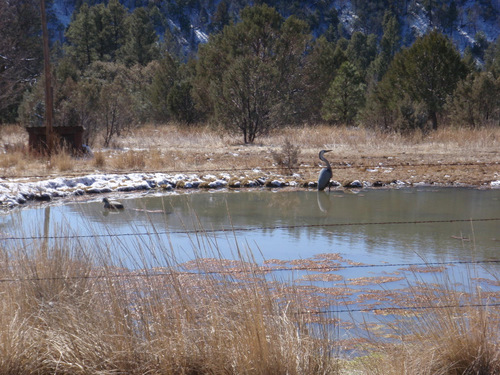 That may be a Great Blue Heron.